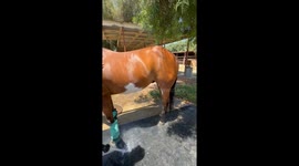 Horse turns into a ballerina mid-bath after water hits his no-no spot