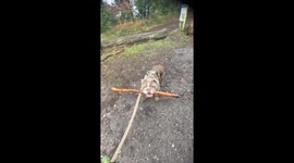 Silly Bulldog has made it a hobby to grab a stick before returning from morning walk