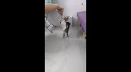 Adorable cat balances on its hind legs and indulges in treats with pure delight