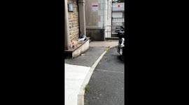 Mischievous seagull gets a hold of woman's tobacco and refuses to let go