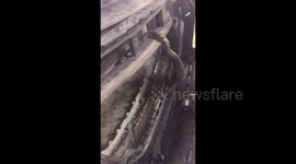Repairmen remove king cobra found hiding in car in southern China