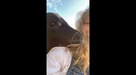 Silly orphan calf mistakes blonde hair for hay in adorable snack time mishap