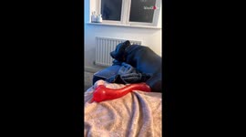 Dog’s eyes are glued to the TV screen while watching a dog treat commercial
