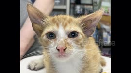 Quirky rescue kitten found to have FOUR ears