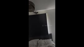 Unexpected adventure: Frenchie and magpie cause chaos in the bedroom