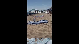 Seagull shenanigans: Family's hilarious attempt at catching a bird goes viral