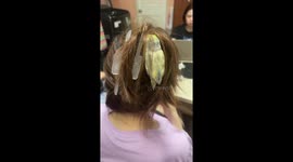 Pet parrot nestles in owner's hair for a comfy place to sleep