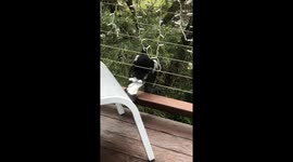 Magpie Trying to Steal My Christmas Lights