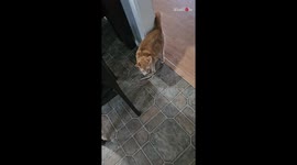 Orange cat experiences epic jump scare moment when humans surprise her with a new kitten