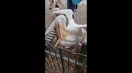 Angry pelicans unintentionally put on an entertaining show for onlookers in St James's Park