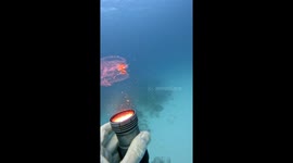 Salp In The Sea