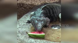 USA: Milwaukee County Zoo Shares Video of Endangered Grand Cayman Blue Iguana Enjoying Watermelon