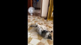 Cat Cools Off in Front of Fan