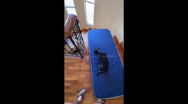 Dachshund Slides Down Spiral Staircase On Mattress