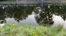 'It's time to go': Biker flees as huge alligator slides into water and approaches him