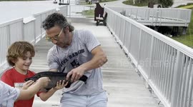 Father and son out-manoeuvre massive alligator to reel in impressive clown knife fish catch