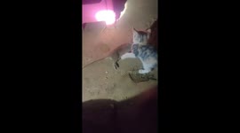 Chinese kitten manages to carry a mouse as big as itself