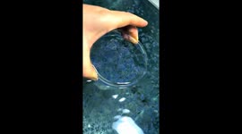 Chinese woman cultivates dreamy blue cherry blossom jellyfish