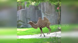 Young camel skips around enclosure in Milwaukee