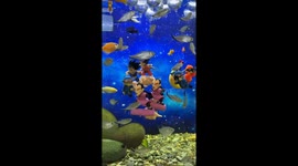 Playful fish chase Japanese animation toys in aquarium