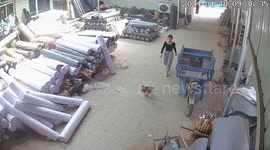 Rooster starts a fight with a woman in Chinese factory