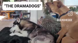 Dog drama