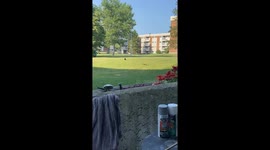 Crow teases cat, cat chases crow in Edmonton