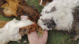 Feeding adorable guinea pigs