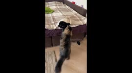 Cat Garik searches for a meowing sound in Khmelnytskyi, Ukraine