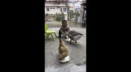 Young boy's feeding session with geese turns chaotic in China