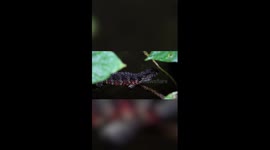 Endangered Chinese crocodile lizards spotted at nature reserve in China's Guangxi