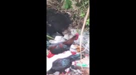 Heartbreaking scene as hungry bear rummages through heaps of litter in search of food