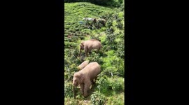 How elephants enjoy their meals