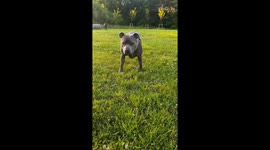 Man's phone becomes collateral damage during playtime with excited dog