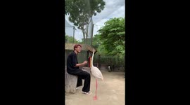 Flamingo hilariously shakes its head from side to side while talking with visitor
