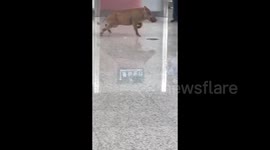 Chinese firefighters tackle wild boar rampage at train station