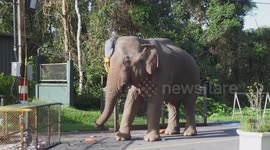 Wild elephant destroys tourist's backpack at Thai national park