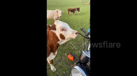 Hilarious moment calf uses motorcycle handlebar for nose scratch in China