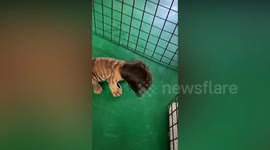 Tiger cub in wig causes panic among baby bears at zoo