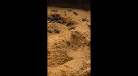 sea turtle hatching and rising from sand