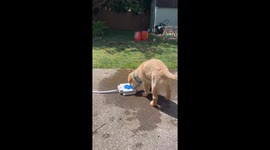 Puppy Plays With Doggy Water Fountain