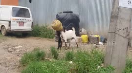 Freeing Two Goats From Plastic Pot
