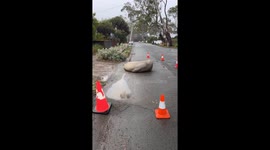 Neil The Seal Doesn't Like Speeding Vehicles