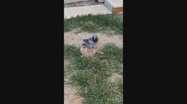 Pigeon Plays With Kitten