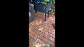 Dog Plays Fetch by Herself