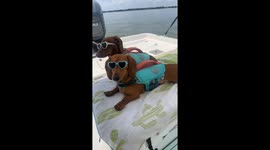Ellie Mae and Josie Pearl relaxing on the boat