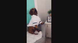 Bath robes and dachshunds