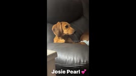 Josie girl loves watching animals on tv