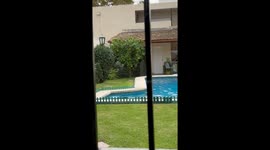 Happy Dog Hops In Pool