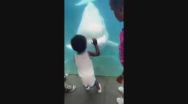 Boy delighted as beluga whale 'says hello' with wide open mouth